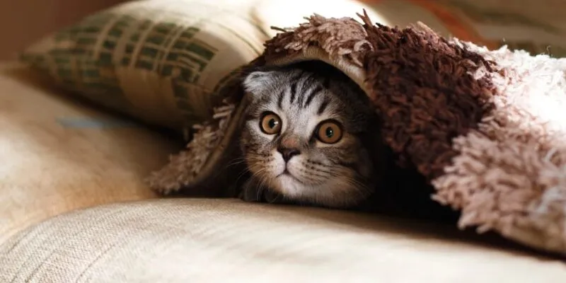 Giải mã giấc mơ về những chú mèo